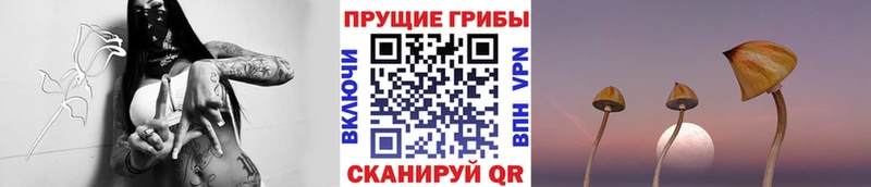 нарко площадка формула  Данков  Галлюциногенные грибы GOLDEN TEACHER  купить закладку 